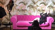 Lolly Wish la voix du glamour Lolly Wish la voix du glamour