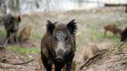 La Gaume sera-t-elle libérée du virus de la peste porcine africaine d'ici la fin de l'année ? La Gaume sera-t-elle libérée du virus de la peste porcine africaine d'ici la fin de l'année ?