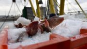Brexit: des licences accordées à 17 pêcheurs belges pour la zone britannique des 12 miles Brexit: des licences accordées à 17 pêcheurs belges pour la zone britannique des 12 miles