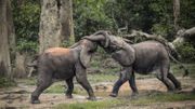 En raison de l'augmentation du braconnage, le nombre de grands mammifères en République centrafricaine a diminué de 94% en trente ans, selon un rapport Ecofaune 2018 En raison de l'augmentation du braconnage, le nombre de grands mammifères en République centrafricaine a diminué de 94% en trente ans, selon un rapport Ecofaune 2018