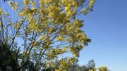 Le mimosa s'est vite épanoui sur le sol acide et sous le soleil de la Côte d'Azur Le mimosa s'est vite épanoui sur le sol acide et sous le soleil de la Côte d'Azur