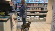 Dons de sang : les animaux aussi en ont besoin Dons de sang : les animaux aussi en ont besoin
