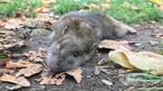 En novembre, les rats sont plus visibles à cause de la montée des eaux En novembre, les rats sont plus visibles à cause de la montée des eaux