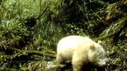 Un panda albinos photographié en Chine Un panda albinos photographié en Chine