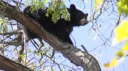 Un ours dans la ville: heurté par une voiture, il se réfugie dans un arbre à 20 mètres du sol Un ours dans la ville: heurté par une voiture, il se réfugie dans un arbre à 20 mètres du sol