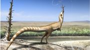 Un petit dinosaure à plumes se camouflait pour échapper aux prédateurs Un petit dinosaure à plumes se camouflait pour échapper aux prédateurs