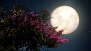 Dès la nuit du 7 avril, une "Super Lune" nous fera voir la vie en rose