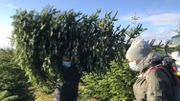 Choisir son sapin et le couper dans le champ, le succès grandissant d'une sapinière d'Anhée Choisir son sapin et le couper dans le champ, le succès grandissant d'une sapinière d'Anhée