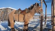 Un cheval iakoute de la même région, auquel le lenskaya ressemblait Un cheval iakoute de la même région, auquel le lenskaya ressemblait