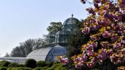 Les Serres royales de Laeken ouvrent leurs portes pour trois semaines ce vendredi Les Serres royales de Laeken ouvrent leurs portes pour trois semaines ce vendredi