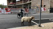 Le mouton dans une situation inconfortable semble assez stressé par l'agitation qui l'entoure Le mouton dans une situation inconfortable semble assez stressé par l'agitation qui l'entoure
