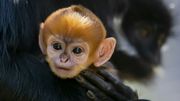 Naissance d'un singe appartenant à une espèce très rare dans un zoo de Sydney Naissance d'un singe appartenant à une espèce très rare dans un zoo de Sydney