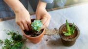 5 conseils pour entretenir ses plantes d'intérieur 5 conseils pour entretenir ses plantes d'intérieur