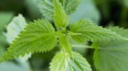 L'engrais… Optez pour l'alternative naturelle faite maison ! L'engrais… Optez pour l'alternative naturelle faite maison !
