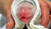 Taïwan : un panda géant offert par la Chine donne naissance à un deuxième bébé Taïwan : un panda géant offert par la Chine donne naissance à un deuxième bébé