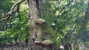 Ces polypores ne sont ni à cueillir et encore moins à déguster... Ces polypores ne sont ni à cueillir et encore moins à déguster...