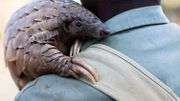 Le corps d’un pangolin mesure entre 30 et 80 centimètres. Celui d'un pangolin géant peut aller jusqu'à 1m50.
les pangolins géants) Le corps d’un pangolin mesure entre 30 et 80 centimètres. Celui d'un pangolin géant peut aller jusqu'à 1m50.
les pangolins géants)