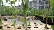 Les bacs de tournesols sont installés dans les planches prédécoupées posées sur les palettes Les bacs de tournesols sont installés dans les planches prédécoupées posées sur les palettes