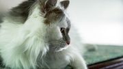 Aménagez votre intérieur pour que votre chat y soit heureux Aménagez votre intérieur pour que votre chat y soit heureux