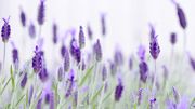 Coups de soleil : des remèdes naturels pour les soigner Coups de soleil : des remèdes naturels pour les soigner