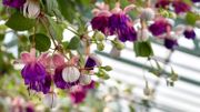 Les Serres royales de Laeken ouvrent leurs portes pour trois semaines ce vendredi Les Serres royales de Laeken ouvrent leurs portes pour trois semaines ce vendredi