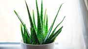 Aloe vera Aloe vera
