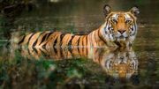 Un couple en Inde achète les terrains à côté d'une réserve de tigres pour permettre à la forêt de s'agrandir Un couple en Inde achète les terrains à côté d'une réserve de tigres pour permettre à la forêt de s'agrandir