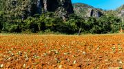 Agriculture traditionnelle et manuelle au pied des montagnes de Viñales, le tabac est planté en ce moment et récolté en février. Agriculture traditionnelle et manuelle au pied des montagnes de Viñales, le tabac est planté en ce moment et récolté en février.