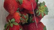 Mystère des fraises piégées: après l'Australie, une aiguille découverte dans un fruit en Nouvelle-Zélande Mystère des fraises piégées: après l'Australie, une aiguille découverte dans un fruit en Nouvelle-Zélande