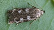 Une nouvelle espèce de papillon de nuit découverte sur le campus de la VUB Une nouvelle espèce de papillon de nuit découverte sur le campus de la VUB
