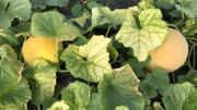 Le melon Galia a, lui, déjà été récolté Le melon Galia a, lui, déjà été récolté