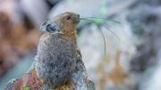 le plus petit lapin du monde, le pika le plus petit lapin du monde, le pika