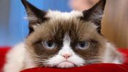 Grumpy Cat est décédé Grumpy Cat est décédé