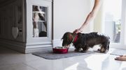 Décrypter les comportements étranges de nos chiens et chats Décrypter les comportements étranges de nos chiens et chats