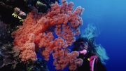 La période de reproduction de la grande barrière de corail a commencé La période de reproduction de la grande barrière de corail a commencé