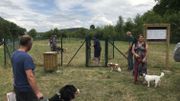 Un parc à chiens à Aywaille: pour pouvoir les laisser courir sans laisse Un parc à chiens à Aywaille: pour pouvoir les laisser courir sans laisse