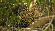 Brésil : un sanctuaire de jaguars menacé par les incendies Brésil : un sanctuaire de jaguars menacé par les incendies