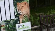 Lionne abattue à Plankendael: action de protestation samedi devant le zoo Lionne abattue à Plankendael: action de protestation samedi devant le zoo
