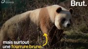 Les pandas toujours noirs et blancs? Vraiment? Les pandas toujours noirs et blancs? Vraiment?