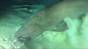 Un immense requin préhistorique croise le chemin d'une équipe de tournage sous-marin Un immense requin préhistorique croise le chemin d'une équipe de tournage sous-marin