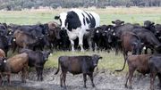 Un bœuf géant d'Australie devient la mascotte d'Internet Un bœuf géant d'Australie devient la mascotte d'Internet