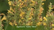 Zoom sur l'Agastache 'Kudos Yellow' Zoom sur l'Agastache 'Kudos Yellow'