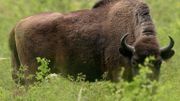 26 espèces de la liste rouge sont en évolution positive. Parmi elles le bison d'Europe, qui vient de passer de la catégorie "quasiment menacée" à la catégorie "vulnérable". 26 espèces de la liste rouge sont en évolution positive. Parmi elles le bison d'Europe, qui vient de passer de la catégorie "quasiment menacée" à la catégorie "vulnérable".