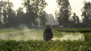 Chlorpyriphos, l'insecticide sur la sellette: mode d'emploi Chlorpyriphos, l'insecticide sur la sellette: mode d'emploi