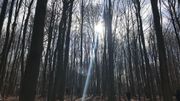 A cet endroit, le peuplement est très serré et empêche certains arbres de se développer dans de bonnes conditions A cet endroit, le peuplement est très serré et empêche certains arbres de se développer dans de bonnes conditions