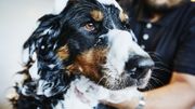 Dog with soap bubbles on head being washed by groomer in pet shop Dog with soap bubbles on head being washed by groomer in pet shop