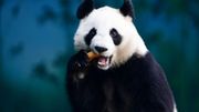 La Chine crée une application pour reconnaître les pandas La Chine crée une application pour reconnaître les pandas