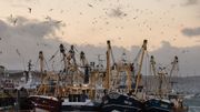 Bien choisir son poisson, un geste efficace contre la surpêche Bien choisir son poisson, un geste efficace contre la surpêche