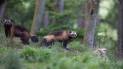 Plongez au cœur de nos forêts dans une série documentaire exceptionnelle ! Plongez au cœur de nos forêts dans une série documentaire exceptionnelle !