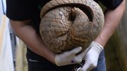 Dès qu'un danger surgit, le pangolin se roule en boule Dès qu'un danger surgit, le pangolin se roule en boule